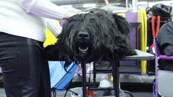 Relaxing Westminster Dog Show GIF by Westminster Kennel Club