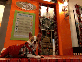thanasut dog puppy chihuahua coffeepuppy GIF