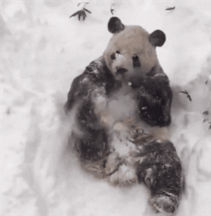 Snow Storm GIFs - Get the best GIF on GIPHY