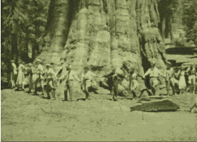 sequoia national park vintage GIF by US National Archives