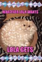 whatever lola wants cat GIF