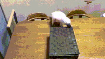 reddy  GIF