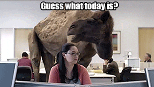 Ad gif. Ad for Geico. A camel is standing in an office and asks a woman, "Guess what today is?" The woman doesn't look up from her computer as she calmly replies, "It's hump day," and the camel says, "Whoop whoop!"