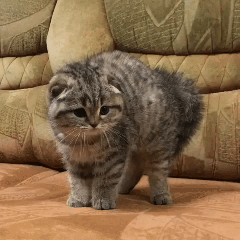 adorable fluffy cat GIF