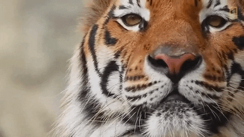 Wink Tiger GIF by Nat Geo Wild - Find & Share on GIPHY