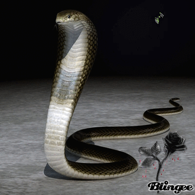 cobra