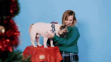 Dog Bulldog GIF by Humpty Dum