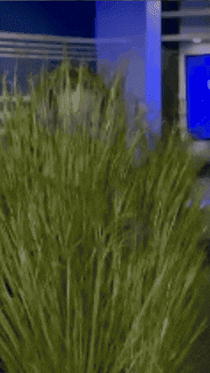 Super Bowl Grass GIF by Alex Li