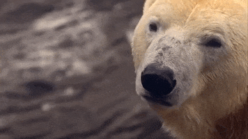 polar bear GIF by Nat Geo Wild