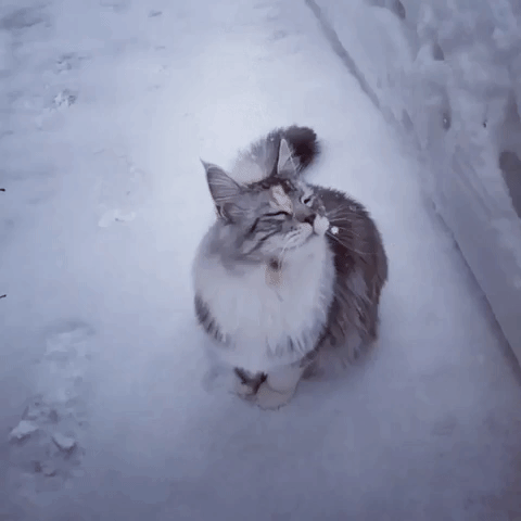 Cat Snow GIF