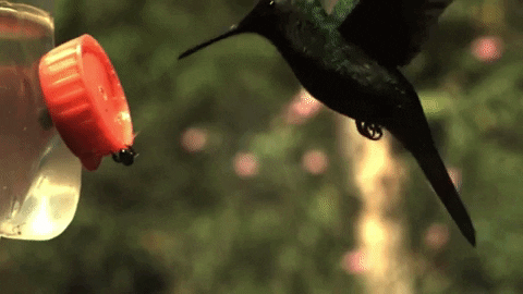 Colibri-myrtisfanny-hummingbird GIFs - Get the best GIF on GIPHY