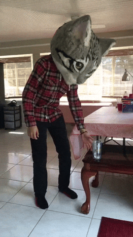 Bad Cat Lol GIF