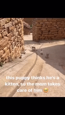Gif-Vifcom GIF