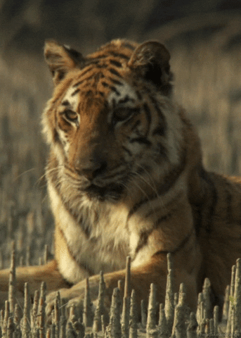 Bengal Tiger Cat GIF