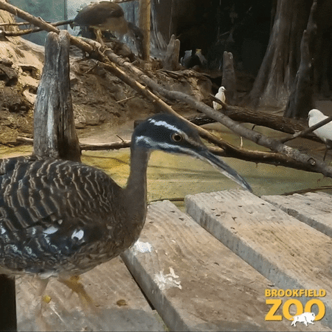 Birds Sneak GIF by Brookfield Zoo
