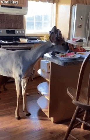 Orphaned Deer Stops In For Leftover Snacks GIF by ViralHog
