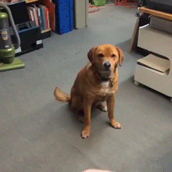The Huffington Post fail dog fetch frisbee GIF