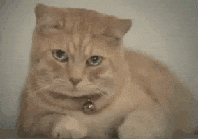 Cat Reaction GIF