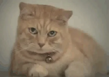 Cat Crying GIF
