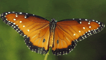 wings butterfly GIF by TED