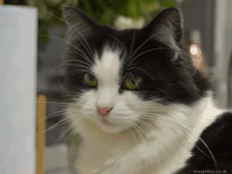 cat wink animated gif