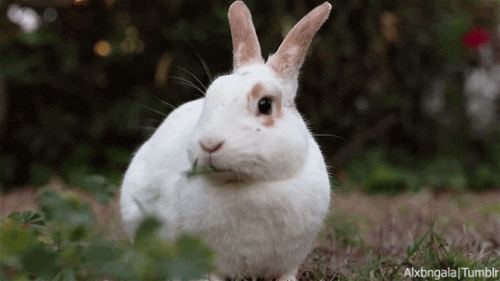 Rabbit Eating GIF - Find & Share on GIPHY