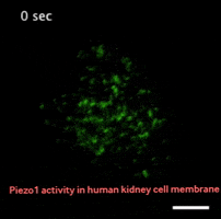 Fluorescence GIF by Imperial College London