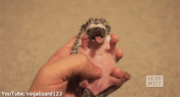 hedgehog yawn GIF