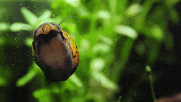 snail eating GIF