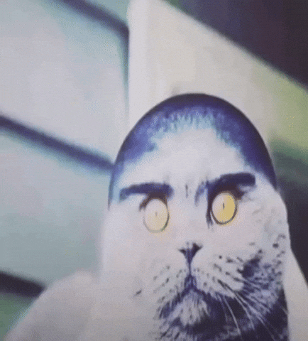 Folk Cat GIF