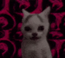 Cat Staring GIF
