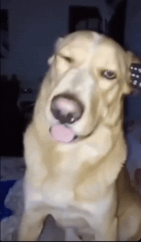 Dog GIF