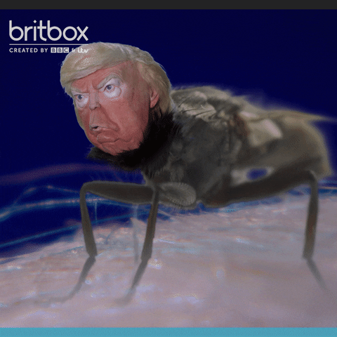 BritBoxUK tv trump fly election GIF