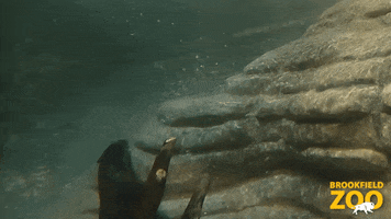 Here I Come Swimming GIF by Brookfield Zoo