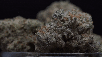 GIF by Smokey Point