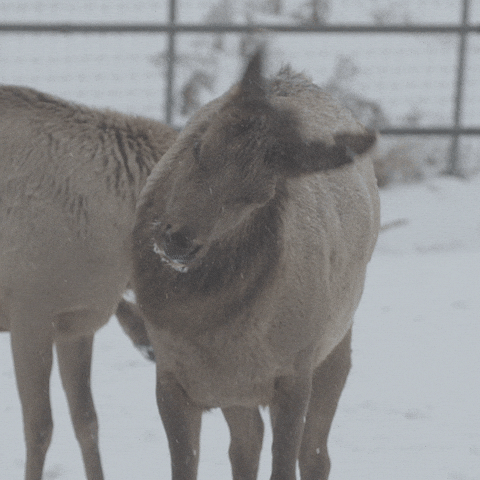 GIF by Travel Manitoba