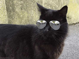Cool Cat Deal With It GIF by sheepfilms