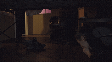 ellismonk5  GIF