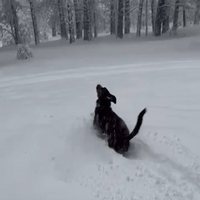 Dog-on-ice GIFs - Get the best GIF on GIPHY