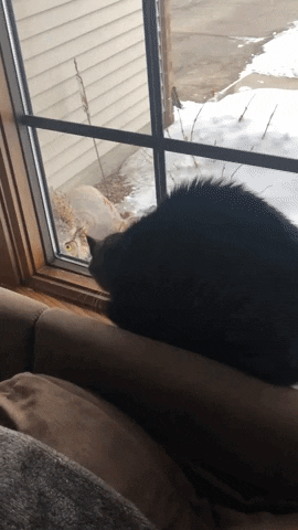 Stare Down International Cat Day GIF by Storyful