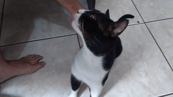 Cat GIF