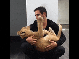 lion yes GIF