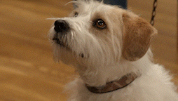 Dog Puppy GIF by Studio Hamburg Serienwerft GmbH