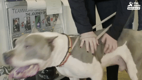 Dog Gif By The Dodo Find Share On Giphy