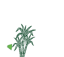 Safra Sticker by Bio Aroeira