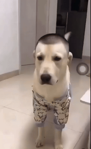 Dog GIF