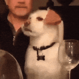 🧠 How to Best Mentally Stimulate Your Dog 🧠