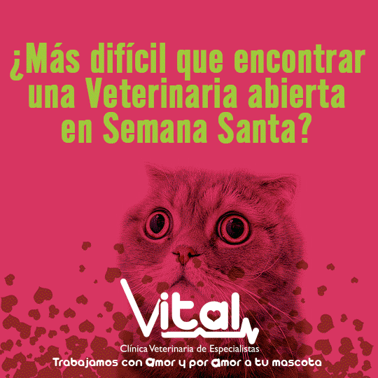 Veterinaria 24 Horas GIF