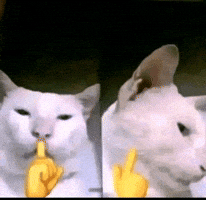 Cat GIF