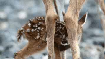 adorable deer GIF